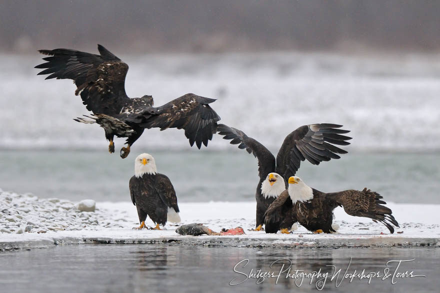 Alaskan Eagles fight over salmon