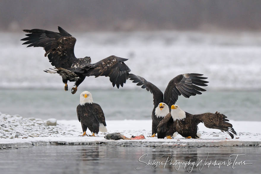 Alaskan Eagles fight over salmon 20101124 142930