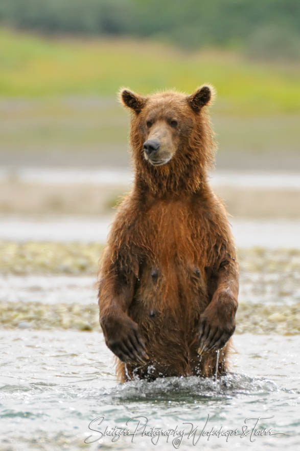 Alaskan Grizzly Bear Fishing in River