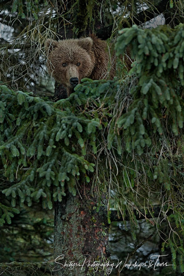 Alaskan Grizzly Bear in a Tree