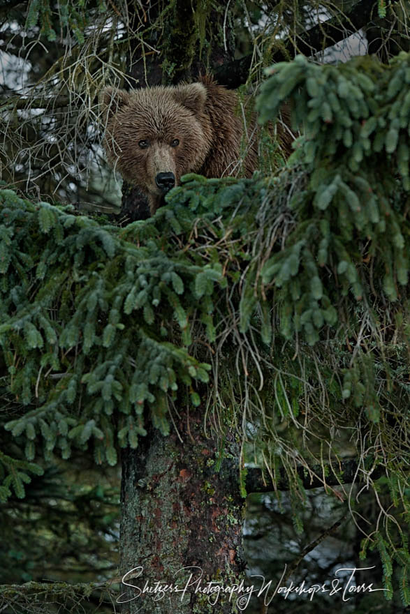 Alaskan Grizzly Bear in a Tree 20150713 224725