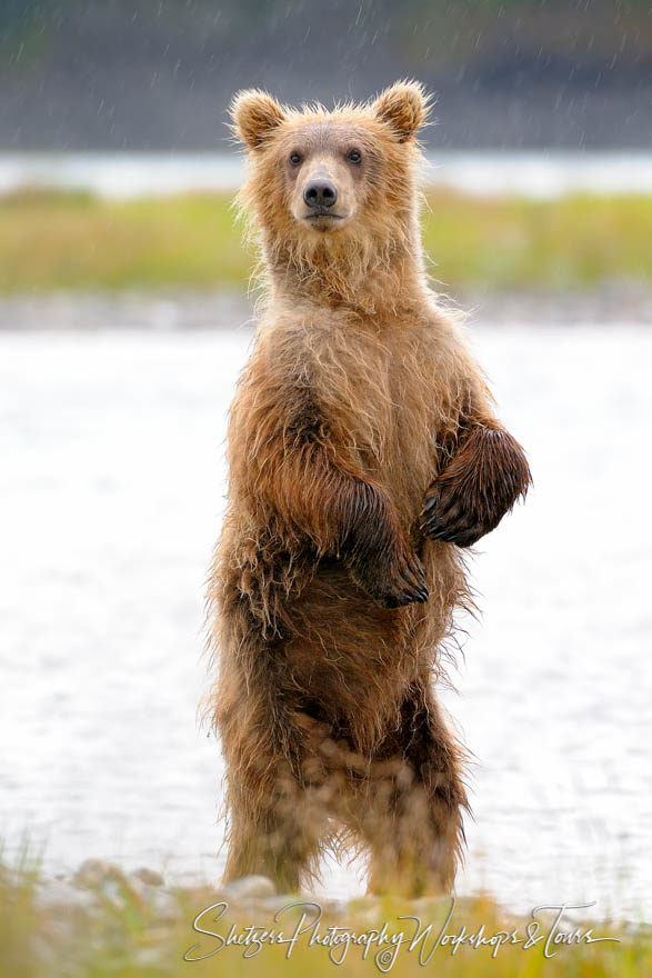 Alaskan Grizzly Bear standing upright in river