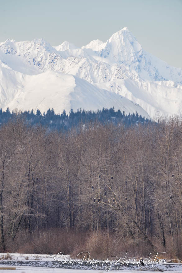 Alaskan Mountains and Bald Eagles
