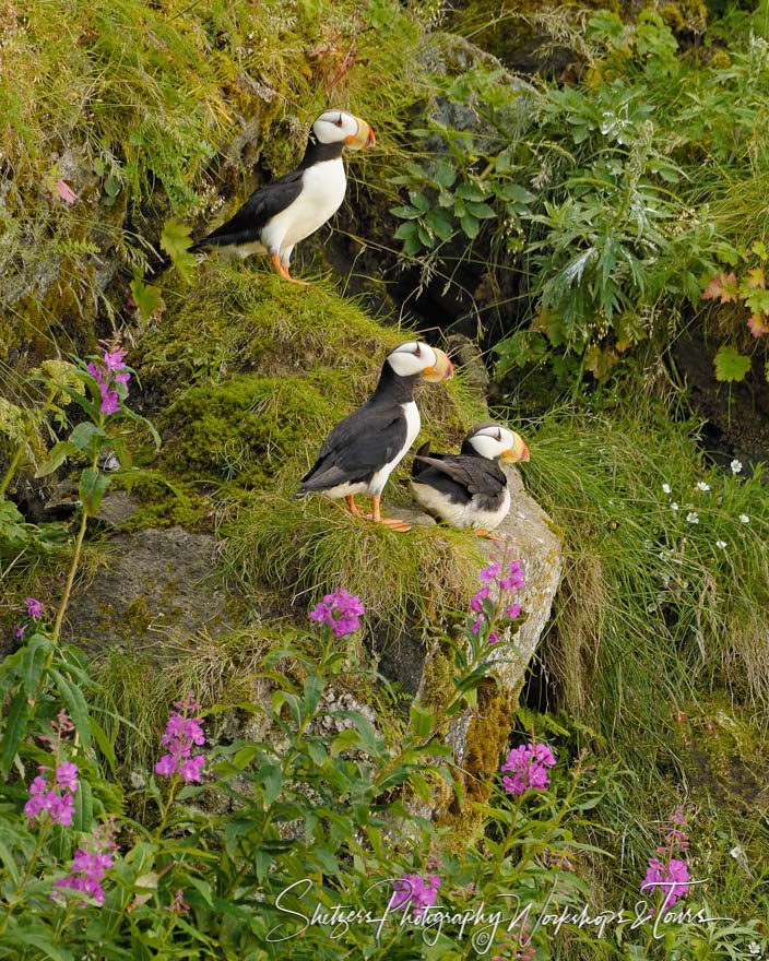 Alaskan Seabird Pictures – Horned Puffins