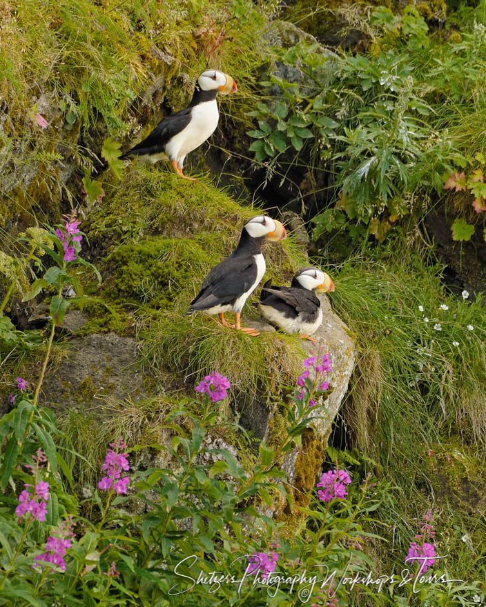 Alaskan Seabird Pictures Horned Puffins 20170731 115215