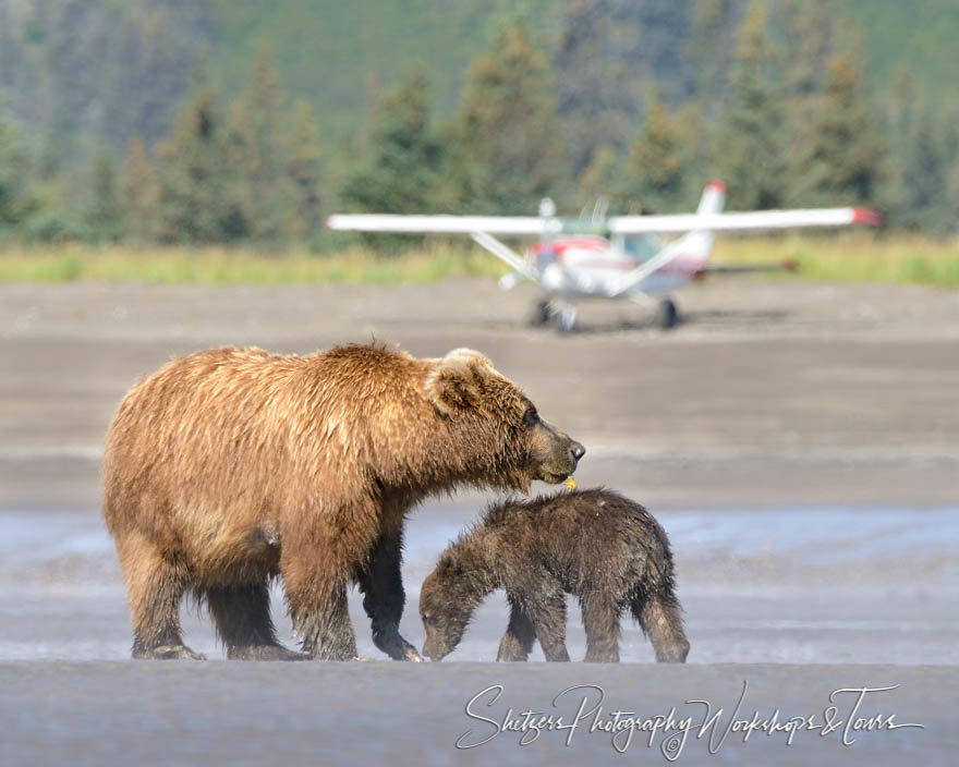 Alaskan Sow and Cub with airplane