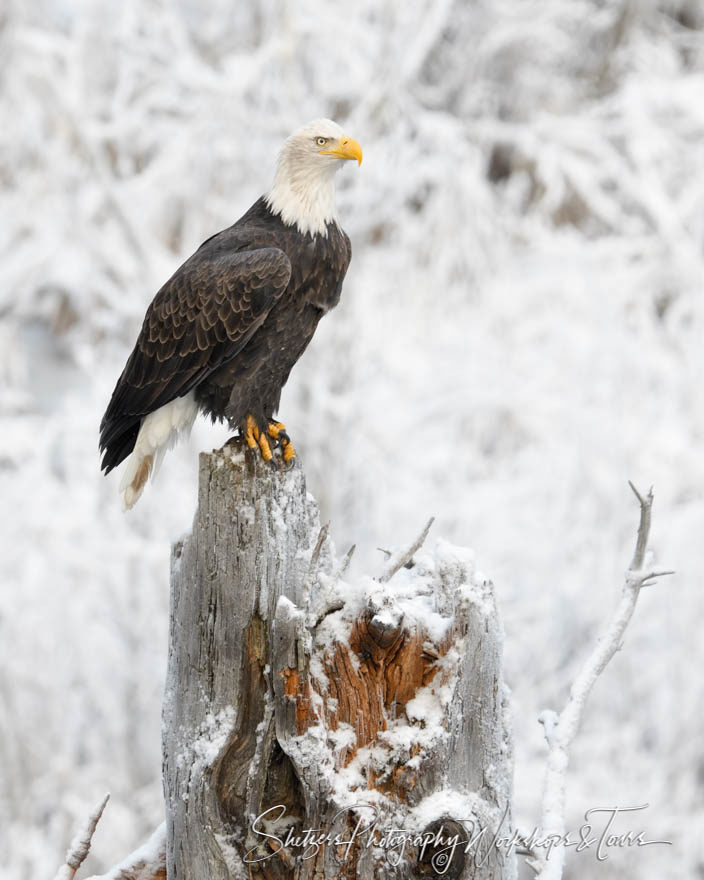 Alaskan bald eagle picture of perched raptor