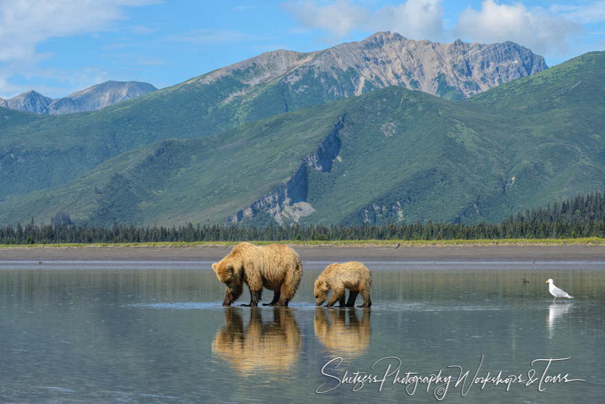 Alaskan brown bear fishing