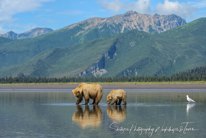 Alaskan brown bear fishing 20140716 113454
