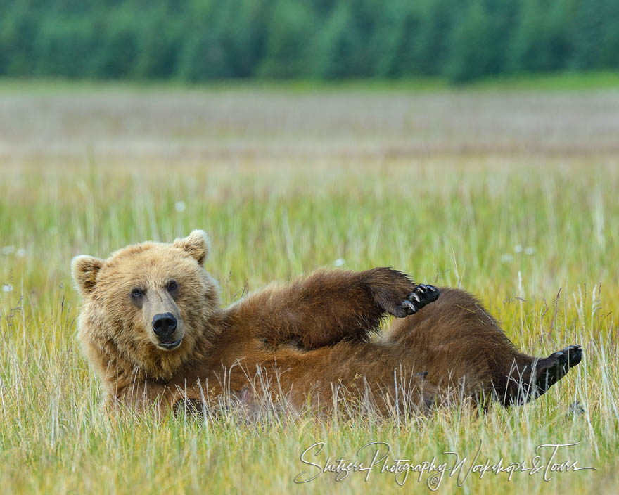 Alaskan brown bear rolling on the ground in a grassy meadow