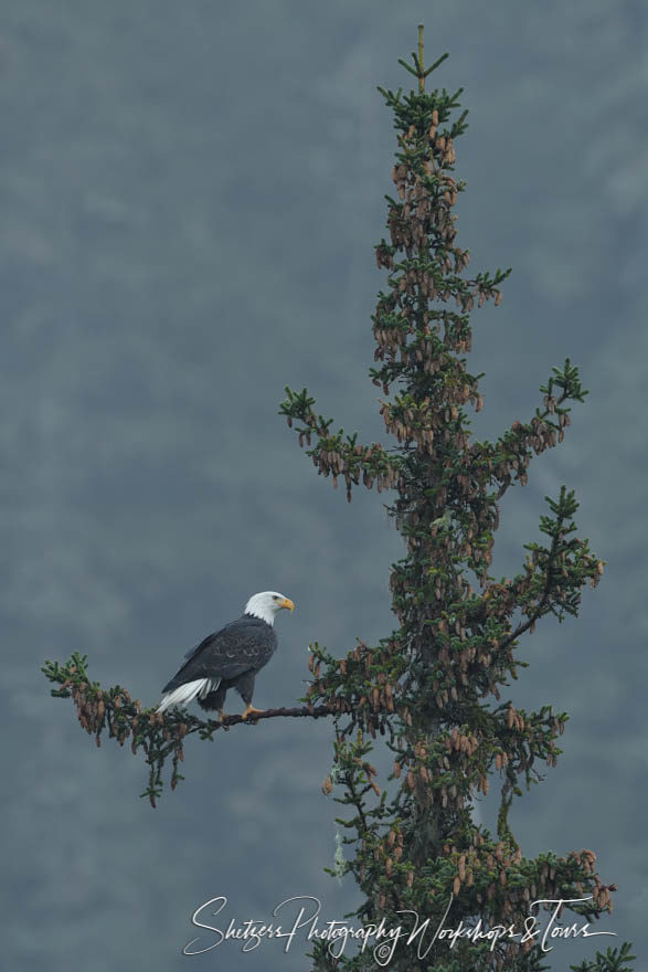 Alaskan eagle high in tree