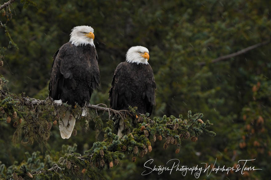 Alaskan eagle pair close-up