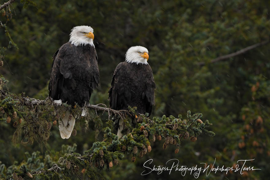 Alaskan eagle pair close up 20161122 165140