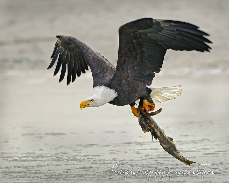 American Bald Eagle flies with Fish