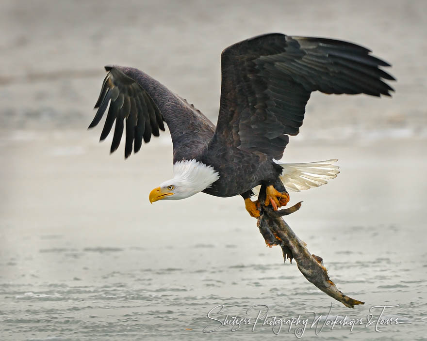 American Bald Eagle flies with Fish 20101121 134637