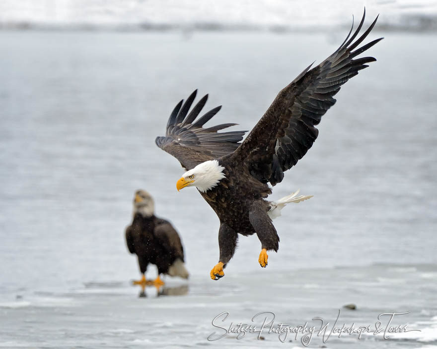 American Bald Eagle flies with wings stretched