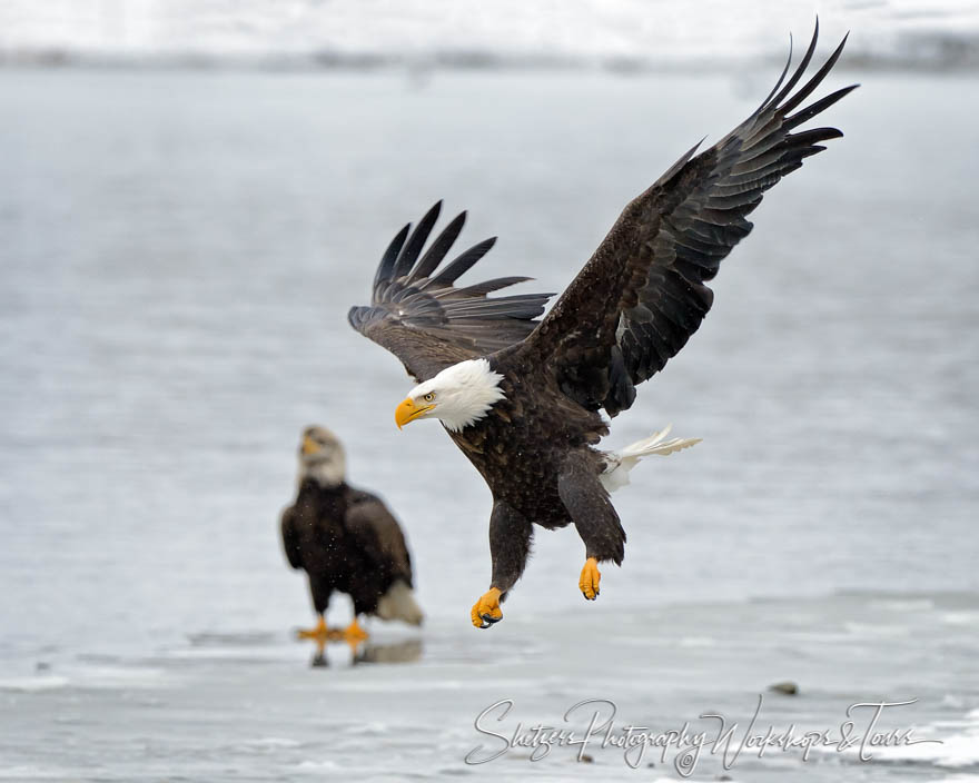 American Bald Eagle flies with wings stretched 20121111 151700