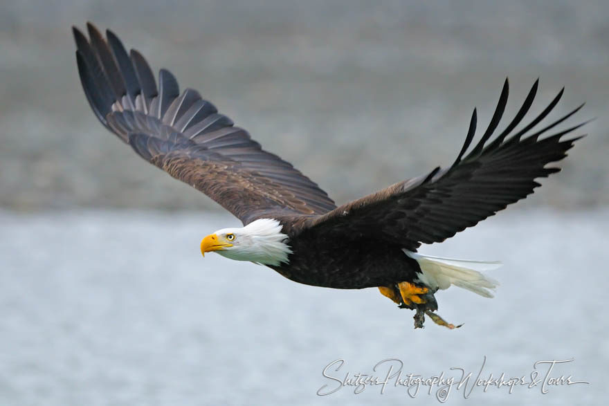 American Bald Eagle in flight