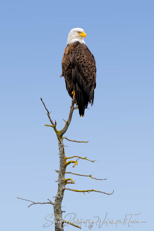 American Bald Eagle on a Snag 20080714 091712