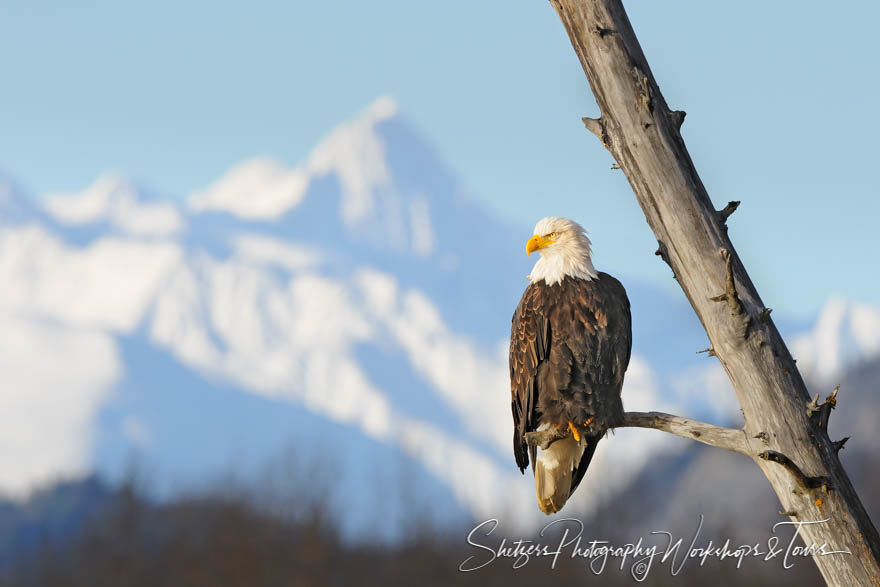 American Bald Eagle with Mountains