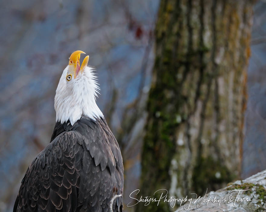 American Bald Eagles Cry