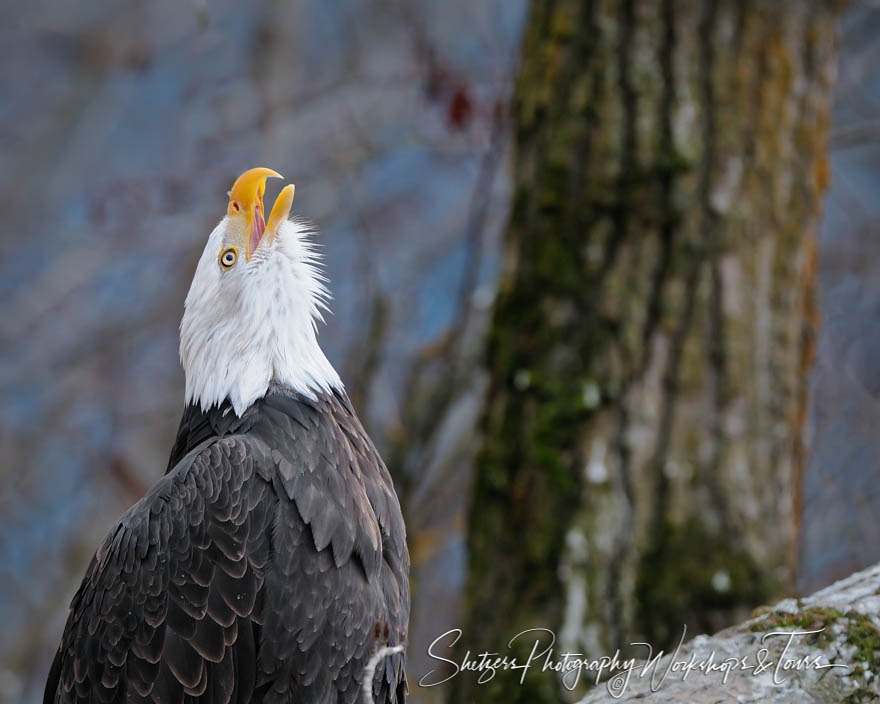 American Bald Eagles Cry 20101116 130803