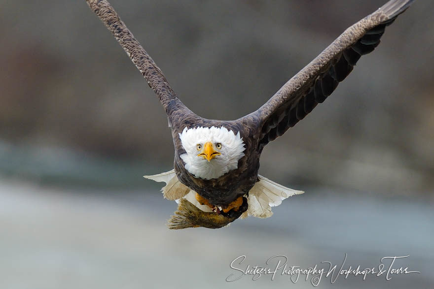 American Bald eagle in flight with salmon