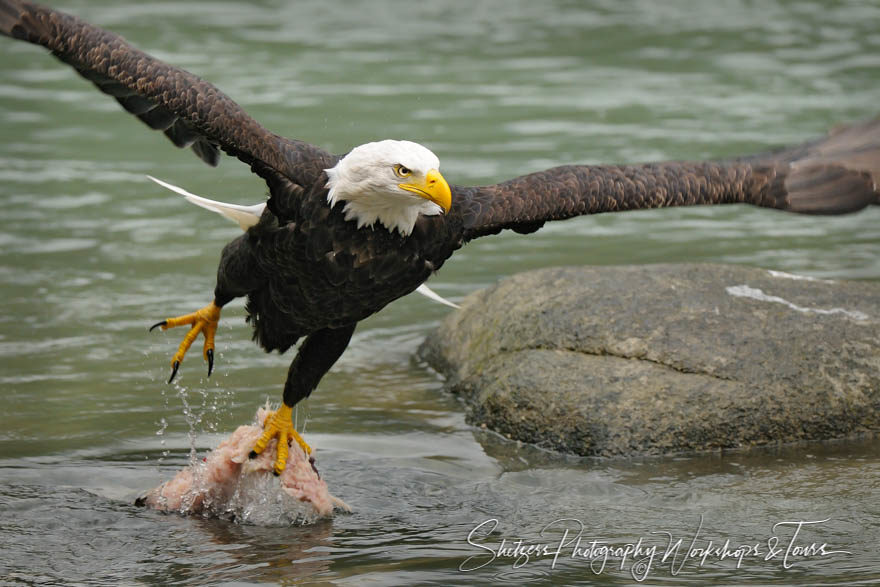 An Eagles Dinner on the Run