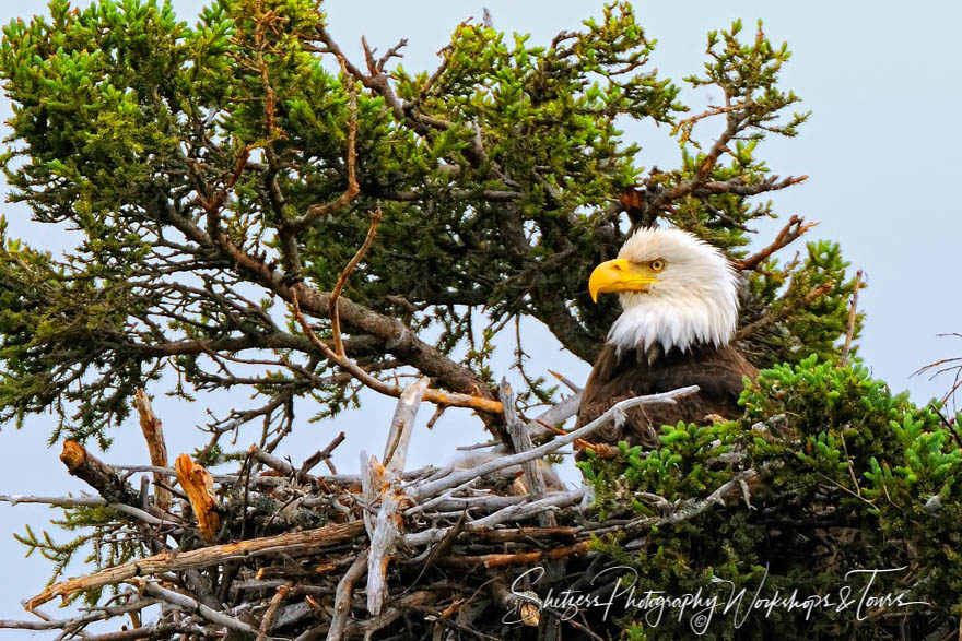An Eagles Nest