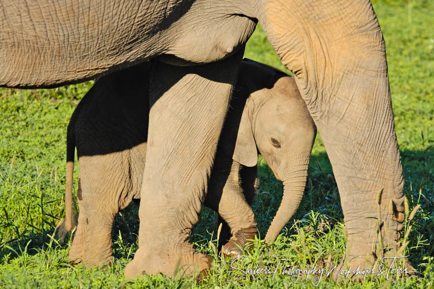 An Elephants Motherly Protection