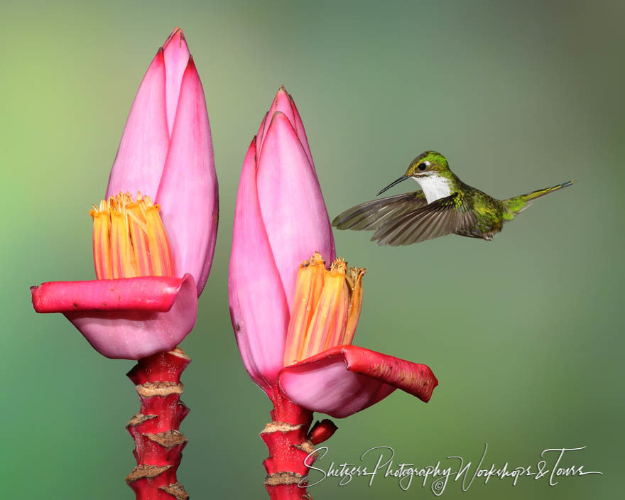 Andean Emerald Hummingbird