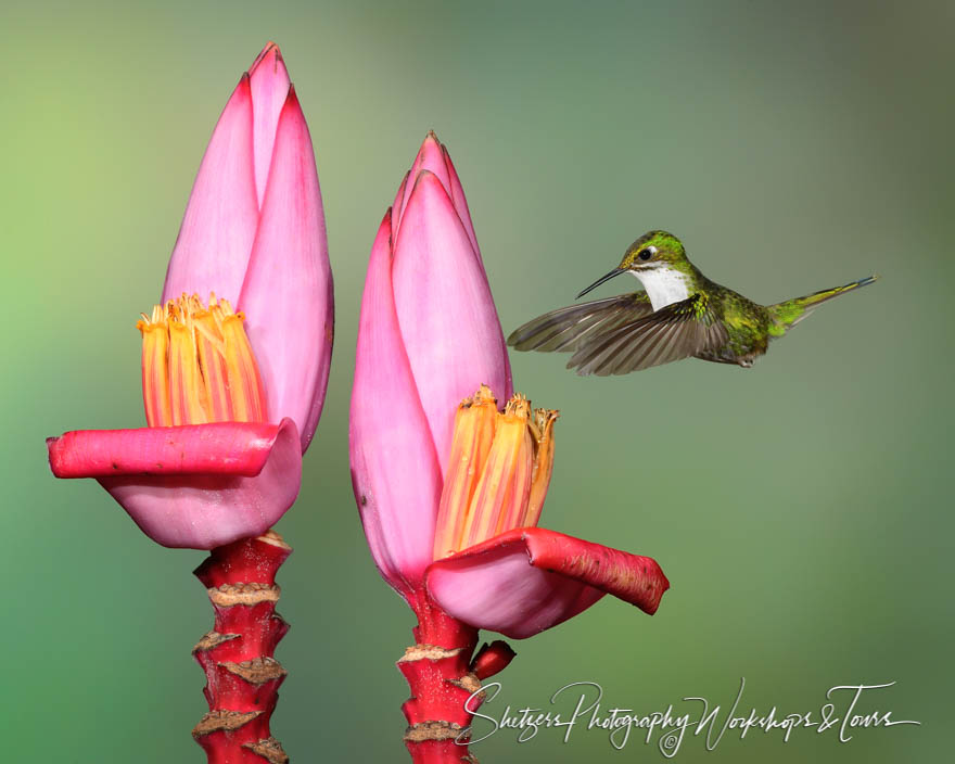 Andean Emerald Hummingbird 20120603 151021
