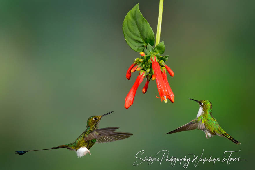 Andean Emerald and Booted Racket-tail hummingbirds