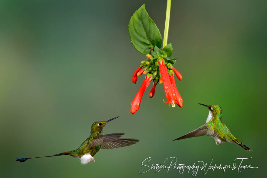 Andean Emerald and Booted Racket tail hummingbirds 20120602 090329