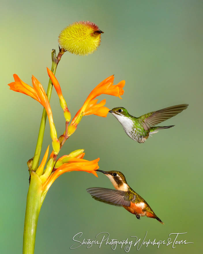 Andean Emerald and Purple-throated Woodstar hummingbirds