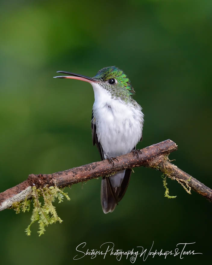 Andean emerald hummingbird perches