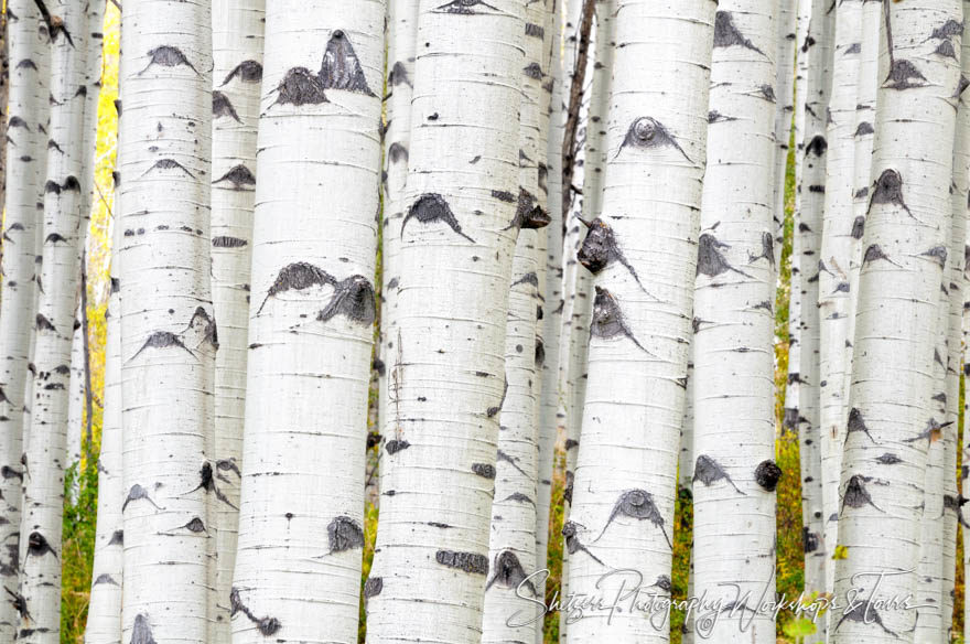 Aspen Grove in Colorado