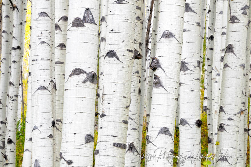 Aspen Grove in Colorado 20090919 131539