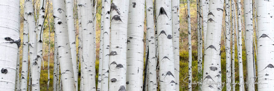 Aspen Trees of Colorado