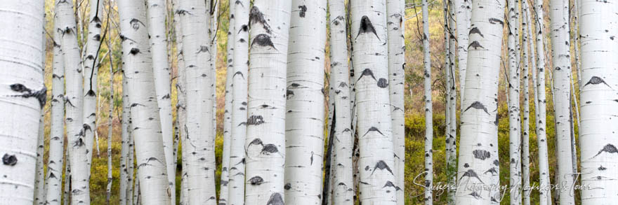 Aspen Trees of Colorado 20091006 210230