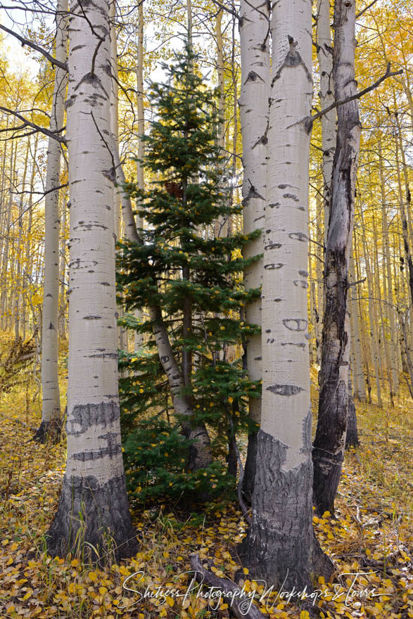Aspen trees shower gold leaves