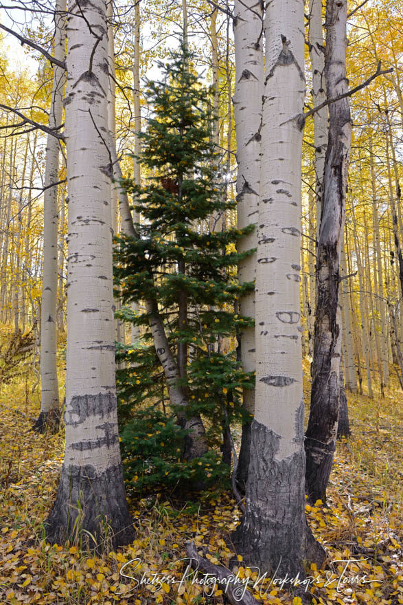 Aspen trees shower gold leaves