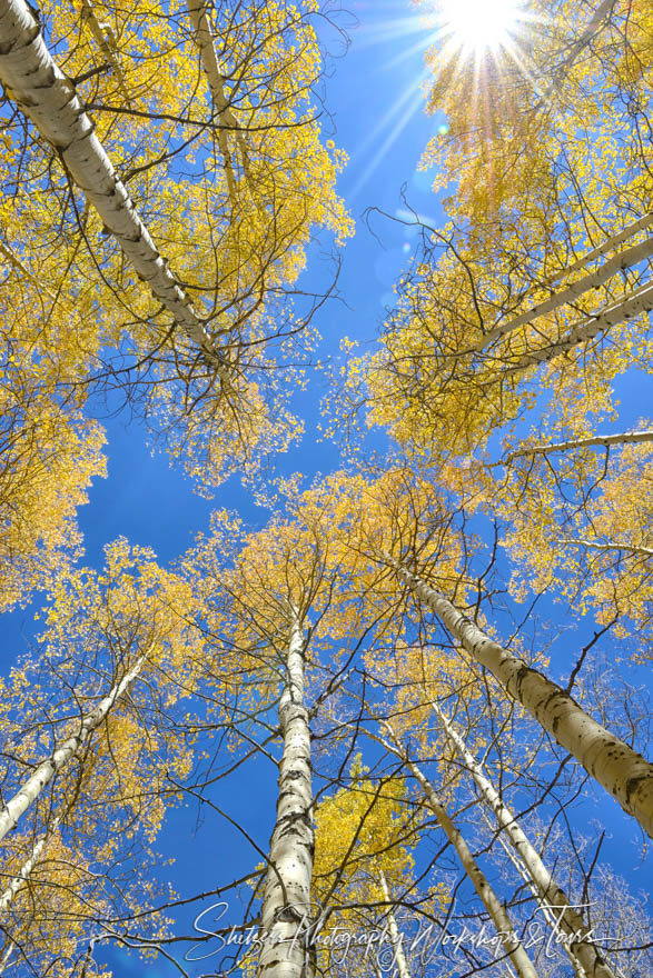 Aspen tress and blue sky