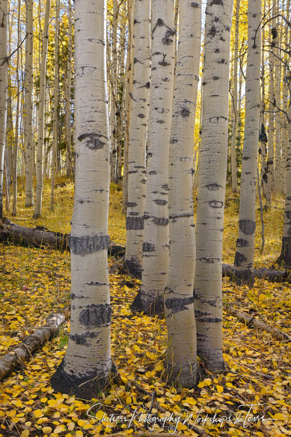 Aspens Sea of Gold