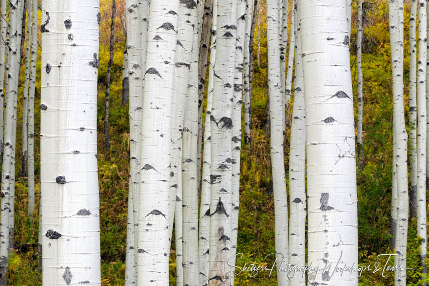 Aspens of the Rocky Mountains