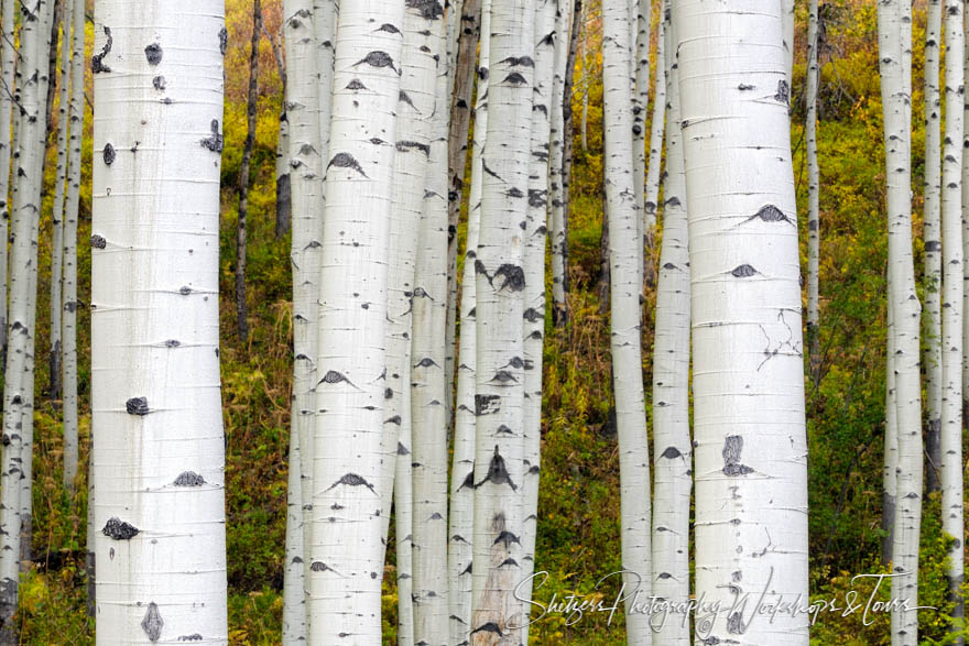 Aspens of the Rocky Mountains 20090919 130955