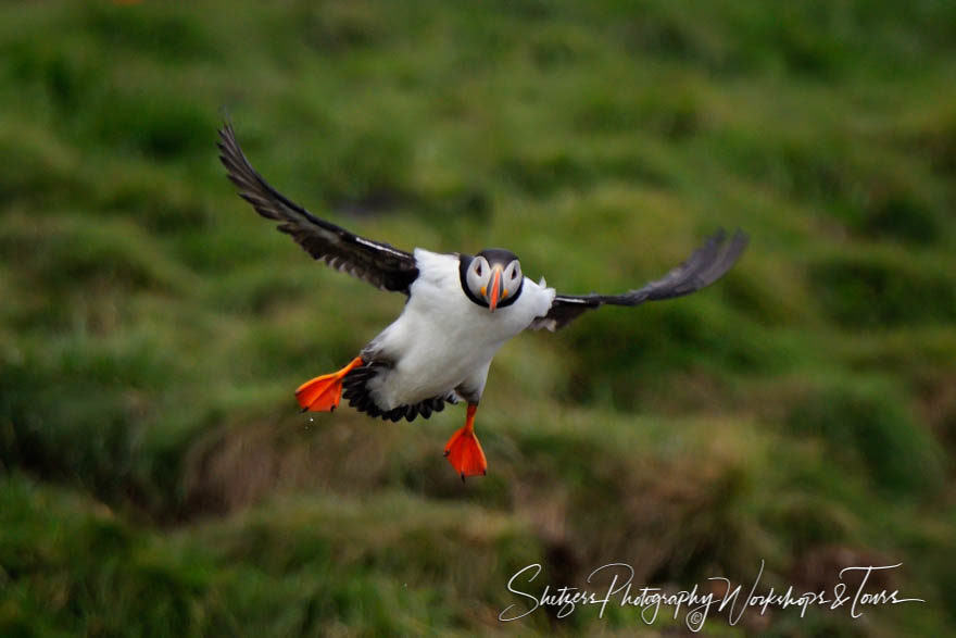 Atlantic Puffin In flight