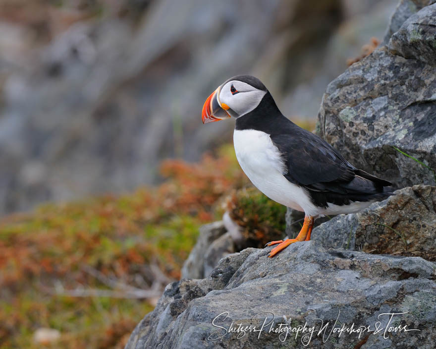 Atlantic Puffin Peeking over the edge