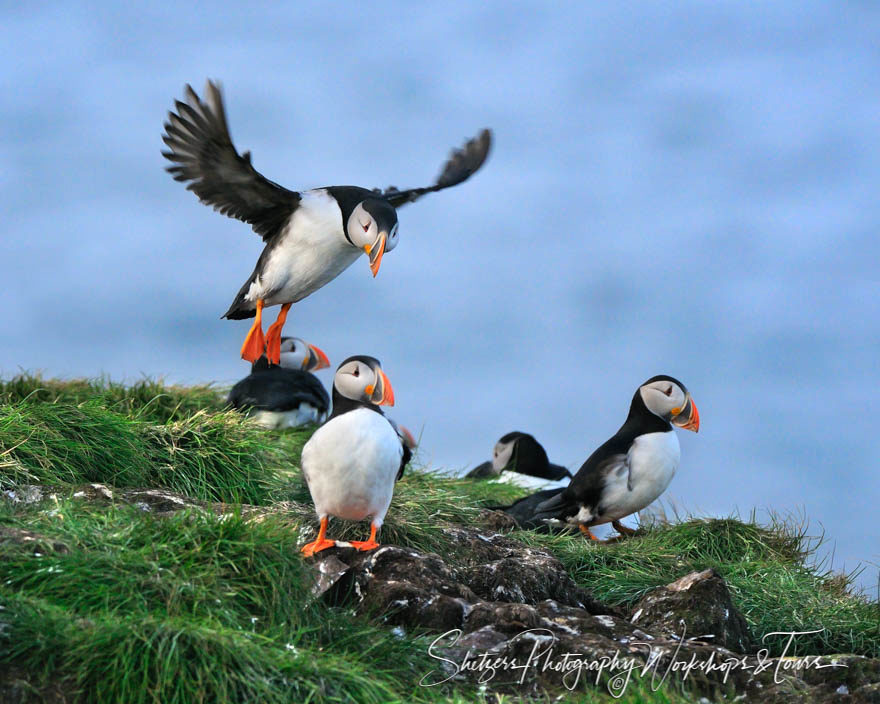 Atlantic Puffin Wings Stretched