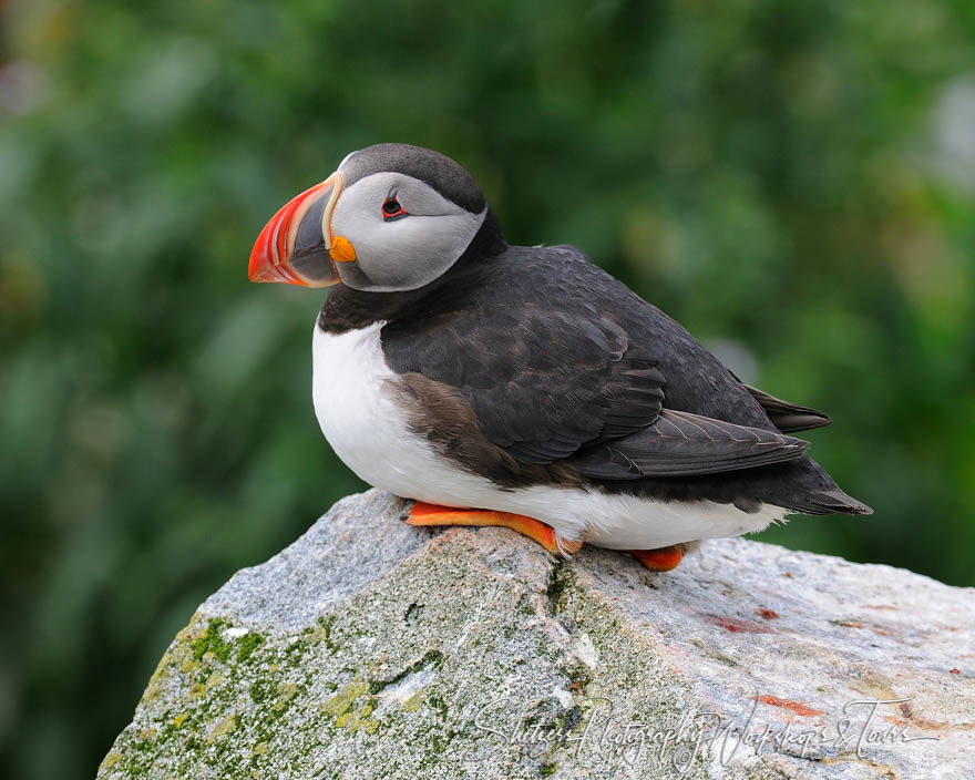 Atlantic Puffin on Machias Seal Island